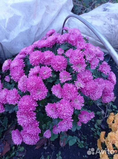 Хризантемы мультифлора