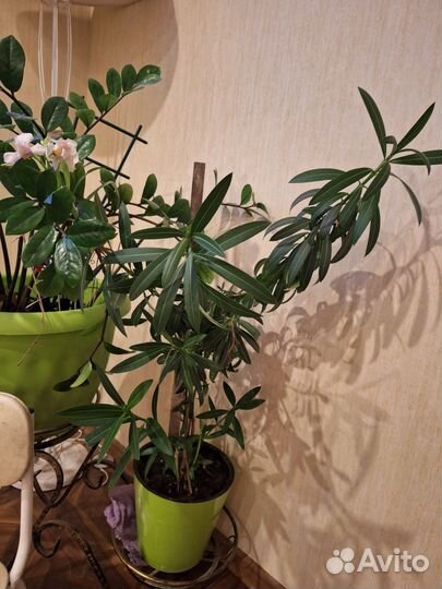 Олеандр махровый