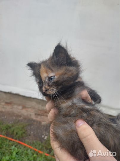 Кошки в добрые руки