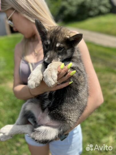 Щенок девочка хаски