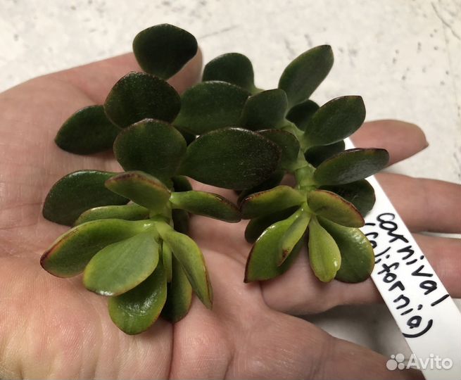 Крассула carnival,Харви Сурвивор, Return of beauty