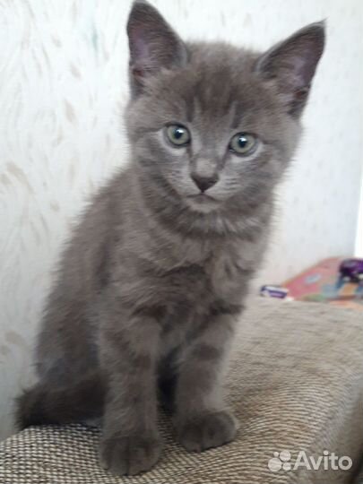 Отдам котенка (кот) в добрые руки