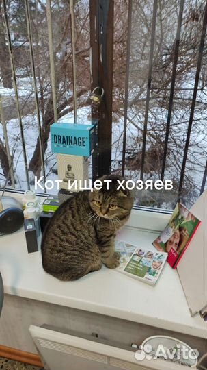 Ищу хозяйку