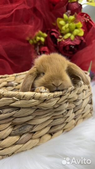 Царские кролики карликовые
