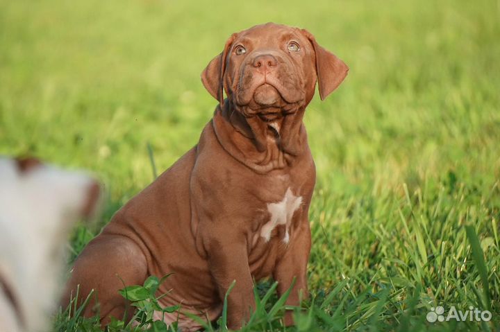 Щенки Американского Питбуль Терьера