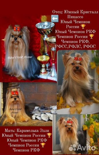 Йоркширский терьер с документами