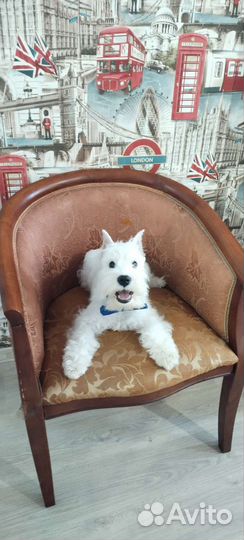 Цвергшнауцер