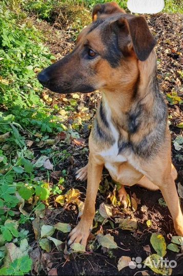 Метис немецкой овчарки в добрые руки