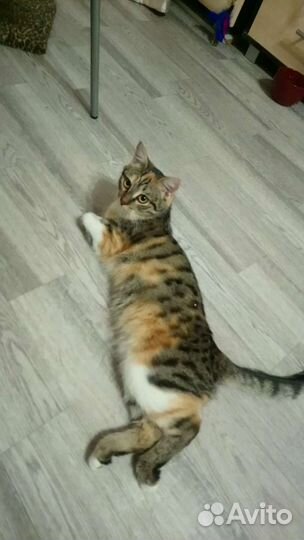 Кошечка в добрые руки