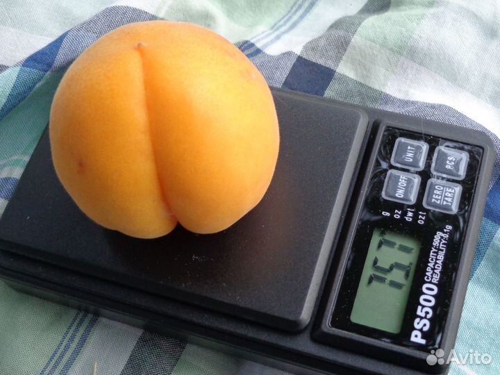 Саженцы плодово-ягодных и декоративных культур