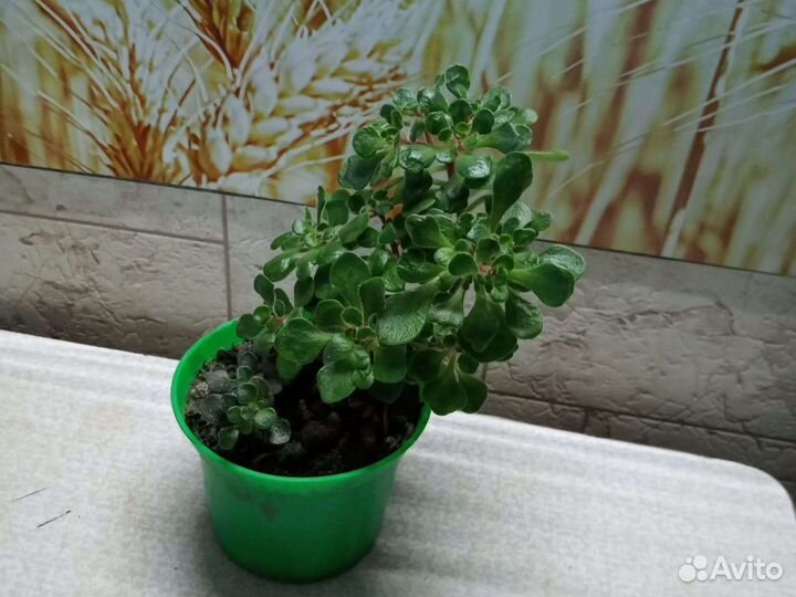 Каланхоэ, фуксия, пеперомия, айхризон, сингонеум