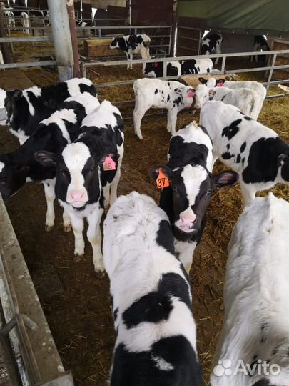 Телята мясной породы бычки