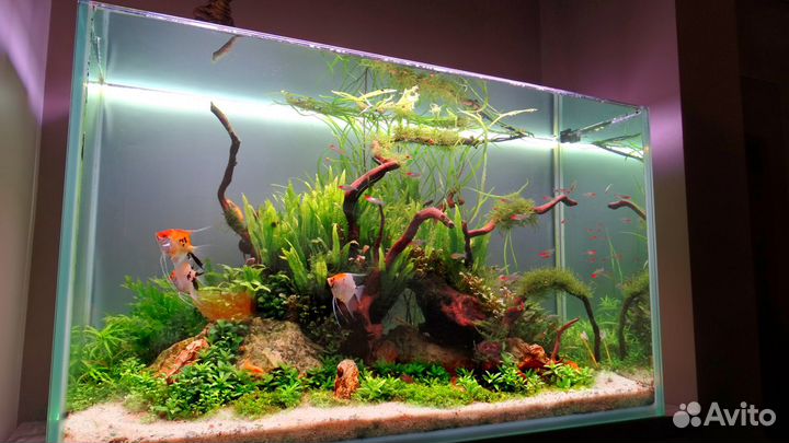 Аквариумы с живыми растениями