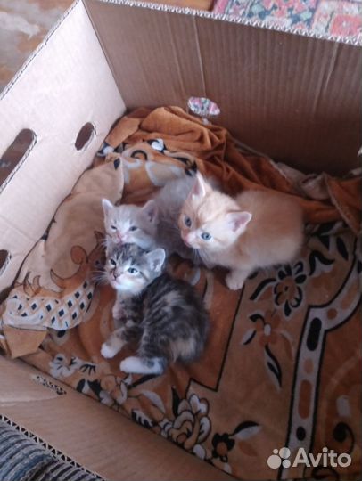Кошка в дар бесплатно