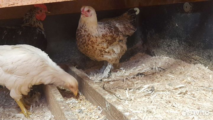 Инкубационные домашние яйца Цыплята микс