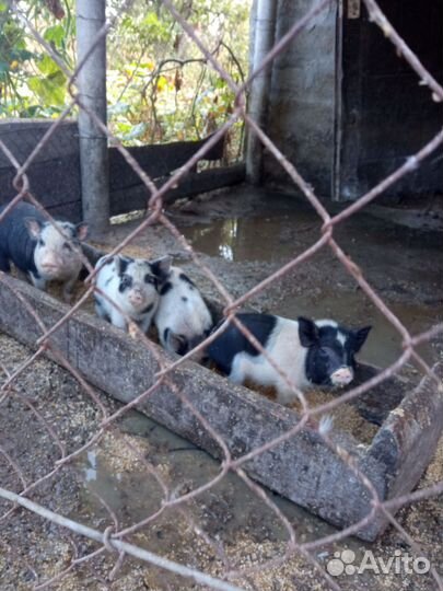 Вьетнамские поросята