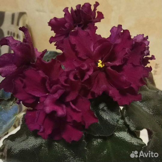 Фиалка ав Крымская черешня