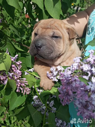 Собаки щенки шарпей