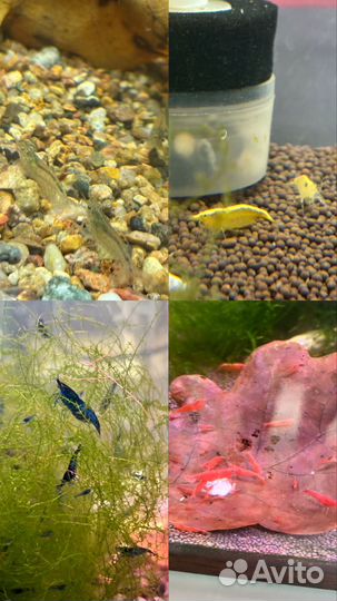 Аквариумные рыбки
