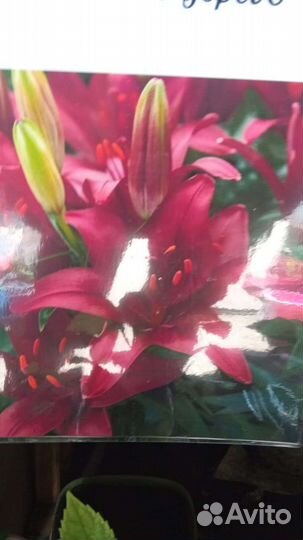 Лилейники и лилии