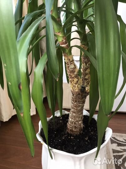 Пальма юкка