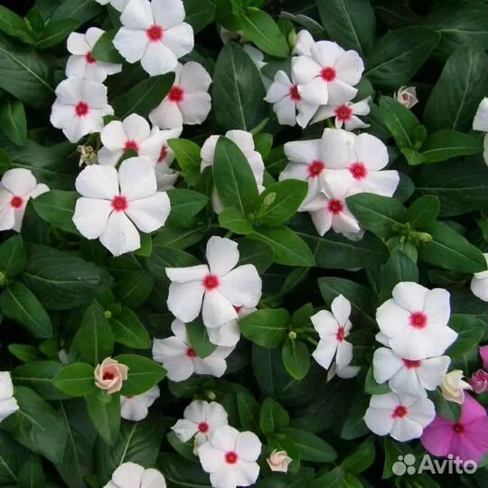 Катарантус семена