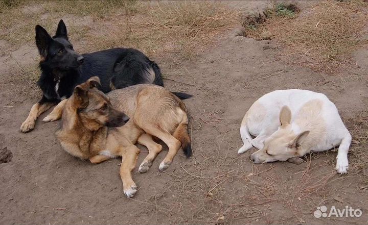 Линда ищет Дом и своего Человека