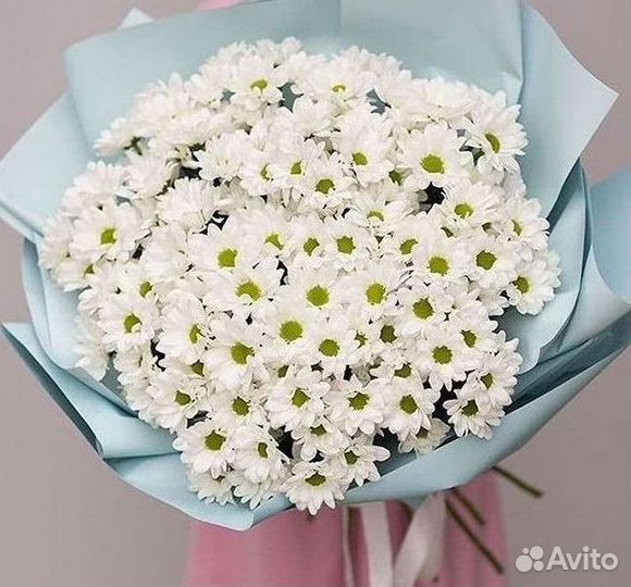 Хризантема Цветы Доставка