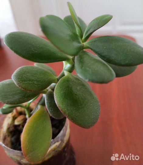 Толстянка- Денежное дерево