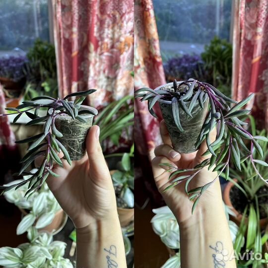 Оттона мясистая