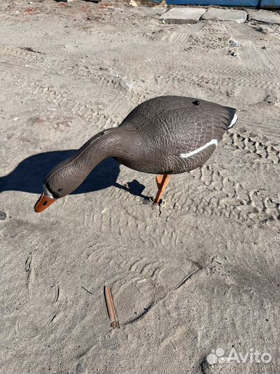 Чучела белолобых гусей