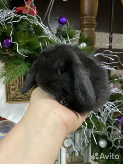 Мини кролики карликовые