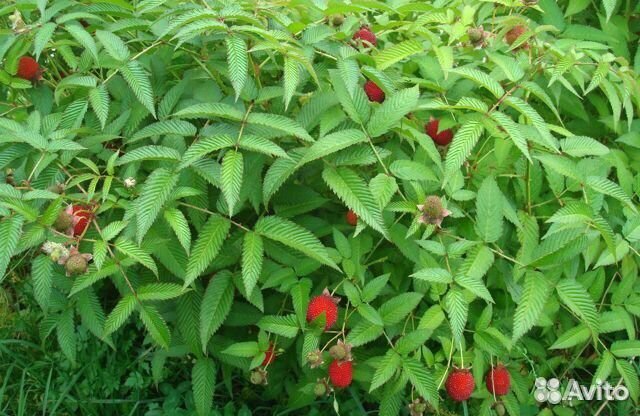 Декоративная малина