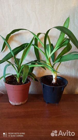 Растения для дома (юкка, ананас, агла, драцена