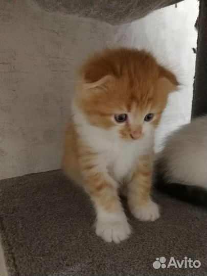 Шотландский котик