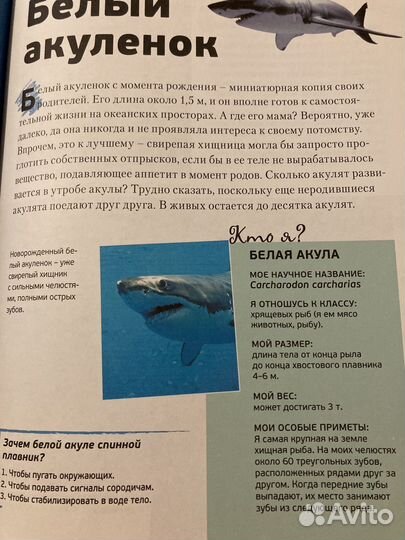 Энциклопедия животных детская