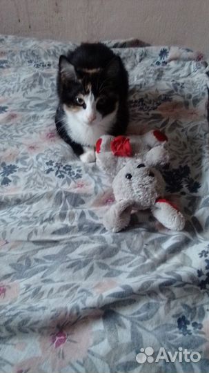 Кошки вислоухие