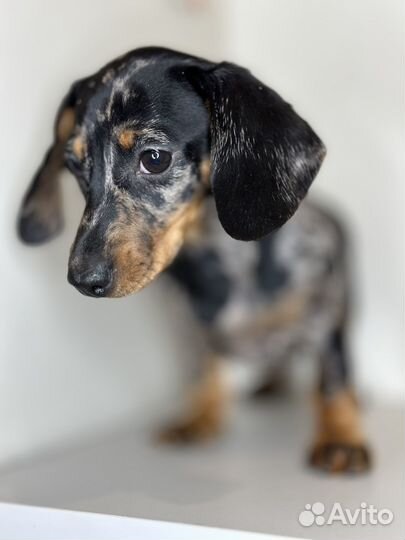 Кроличья такса