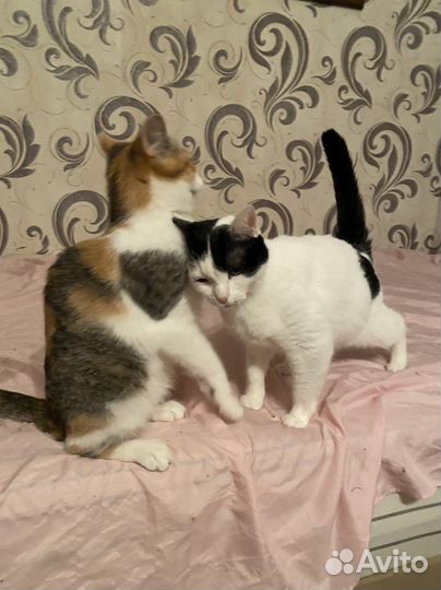 Кошки в добрые руки