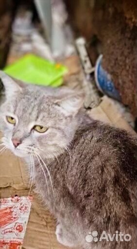 Замерзает домашняя кошечка