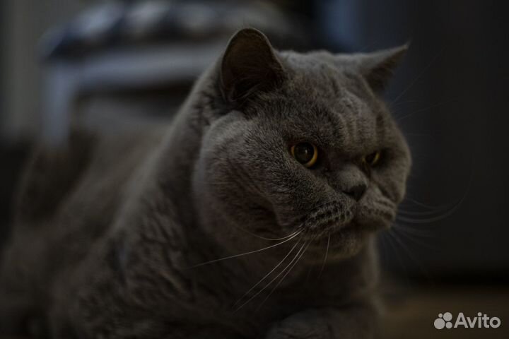 Британские домашние кошки в хорошие руки