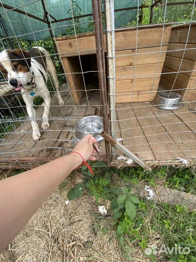 Двойной вольер для собак с будками