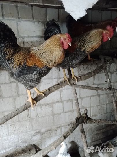 Молодые петухи