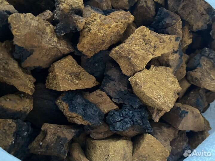 Березовая чага