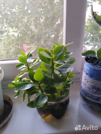 Толстянка, каланхоэ