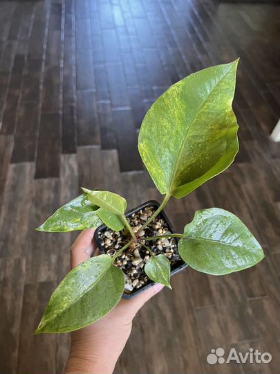 Антуриум вариегатный