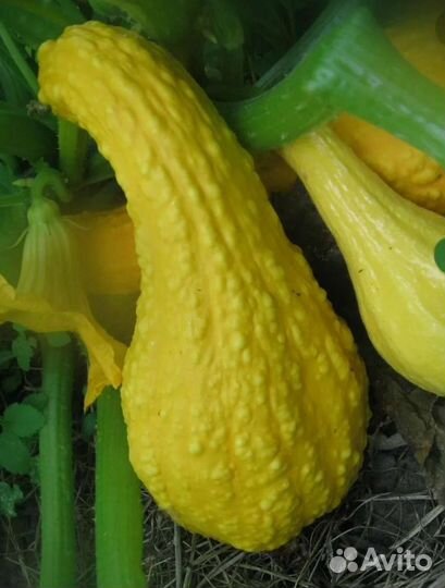 Крукнек семена