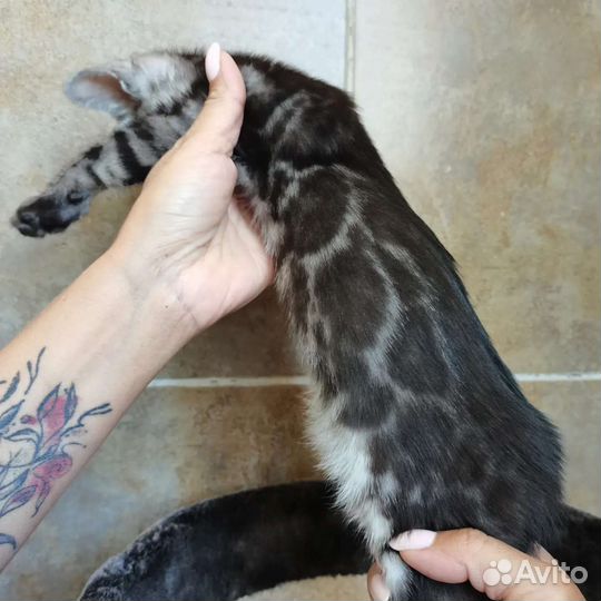 Бенгальские угольные и серебряные дети