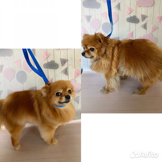 Груминг стрижка собак