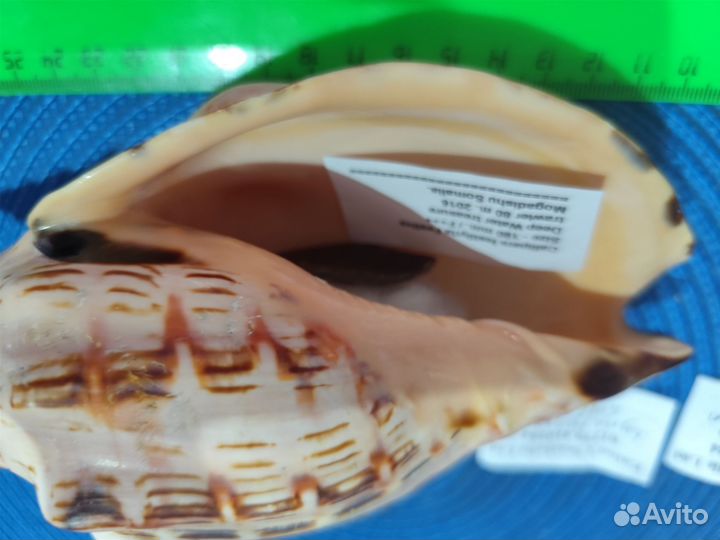 Волюта каллипара фестива, редкая